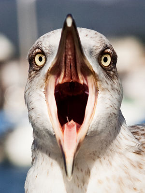 El grito de la gaviota - Seagull scream