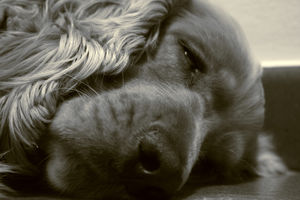Non svegliare il can che dorme - Let sleeping dogs lie
